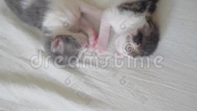 搞笑视频两只宠物可爱新生小猫睡觉团队在床上.. 宠物概念宠物概念。 小猫条纹